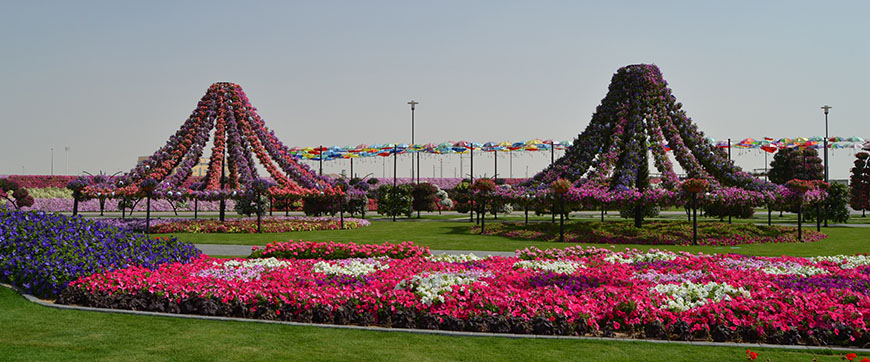 miracle garden dubai tour