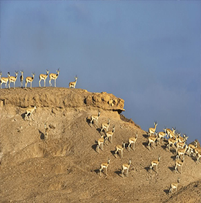 arabian-Wildlife-park-tour-abudhabi