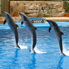dubai-dolphin-show-tour